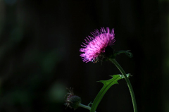 　　　野辺の花　8
