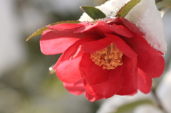 　　花摘み　4 
