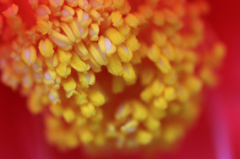　　花芯