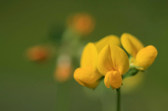 　　　花摘み　1