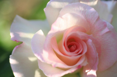 　　　薔薇の回廊　　1