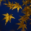 晩秋色模様　7