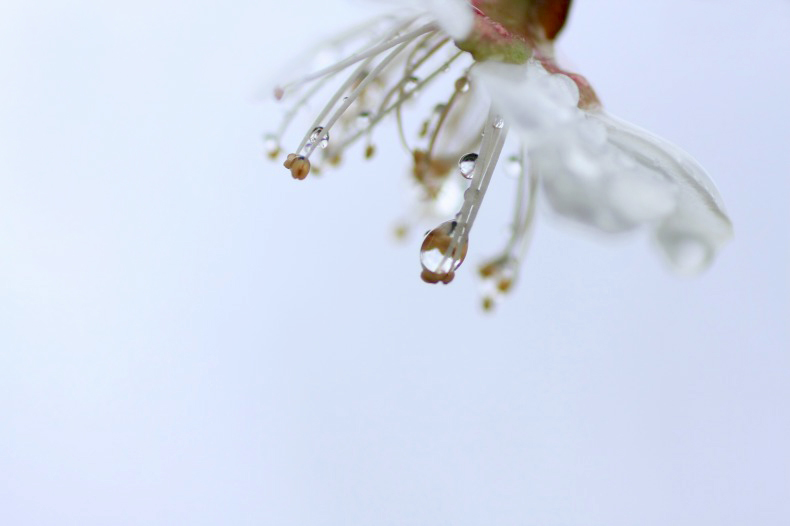 　　　花雫　10