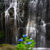 　　　花咲く滝