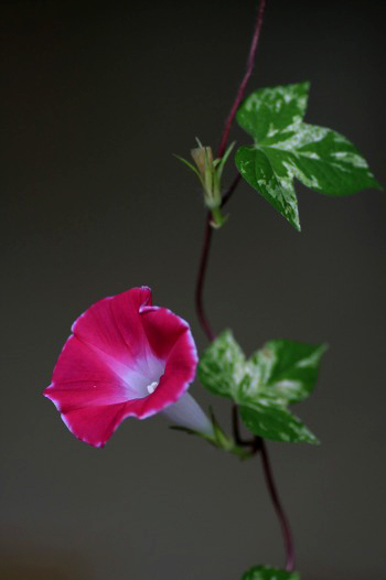 　　　夏の花