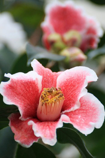 　　　花つばき　5