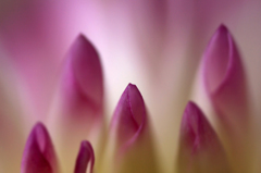 　　春呼ぶ花　7 