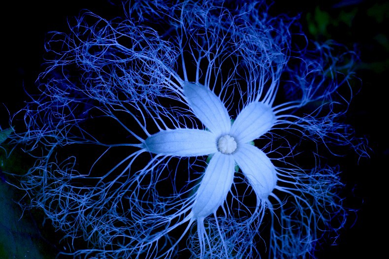 　　　夜の華