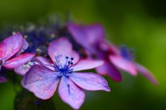 紫陽花の詩　15 