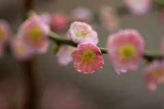 　　　春の姿