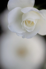 　　　花摘み　22