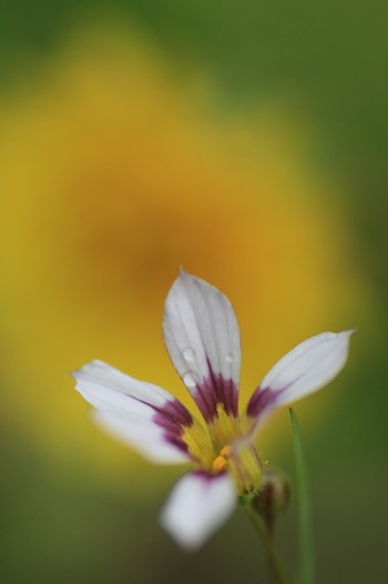　　　花摘み　10