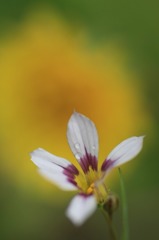 　　　花摘み　10