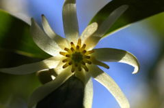 　　　花の歳時記　6