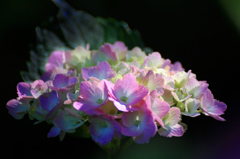 　　　彩花