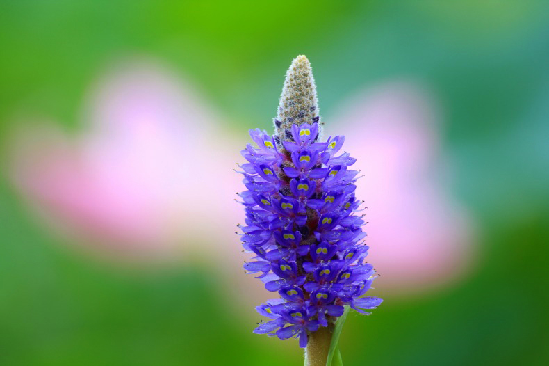 　　　花彩