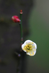 　　一輪の春