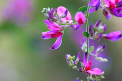 　　野辺の花　7