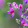 　　野辺の花　7