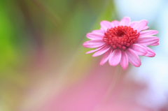 　　　花写