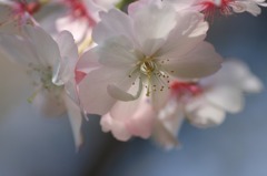 寒風に咲く　(4