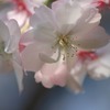 寒風に咲く　(4