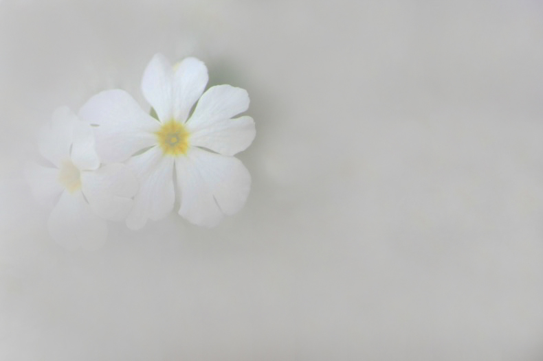 　　　花霞
