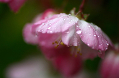　　雨しずく 