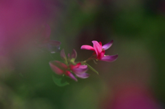 　　花写　16　ハギ 