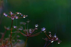 水玉の詩　(7