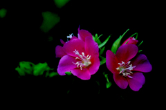 　　　花めぐり　　3
