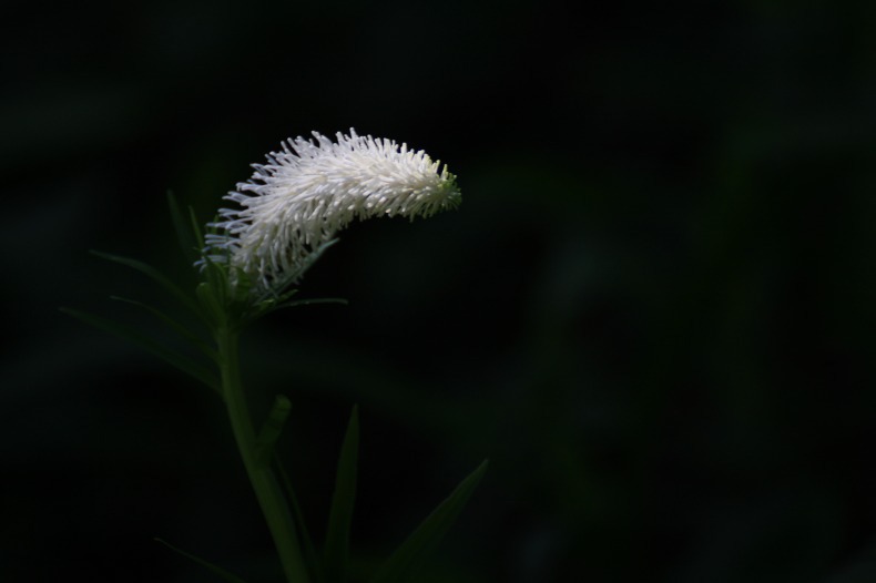 　　　野辺の花　5