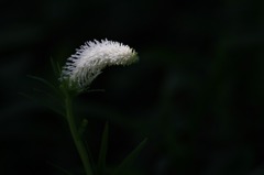 　　　野辺の花　5