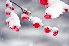 　　淡雪の春　10 