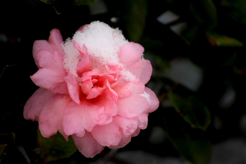 　　　雪の山茶花　2