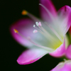 　　野辺の花　4　