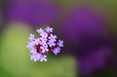花写　(2