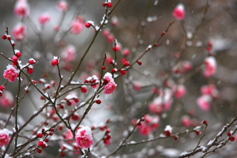 　　春の淡雪　2 