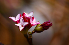 　　　花の歳時記　5