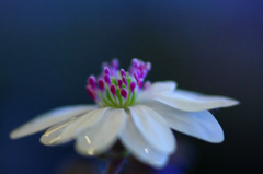 　　花摘み　7