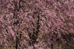 　　さくら 桜 櫻　(28
