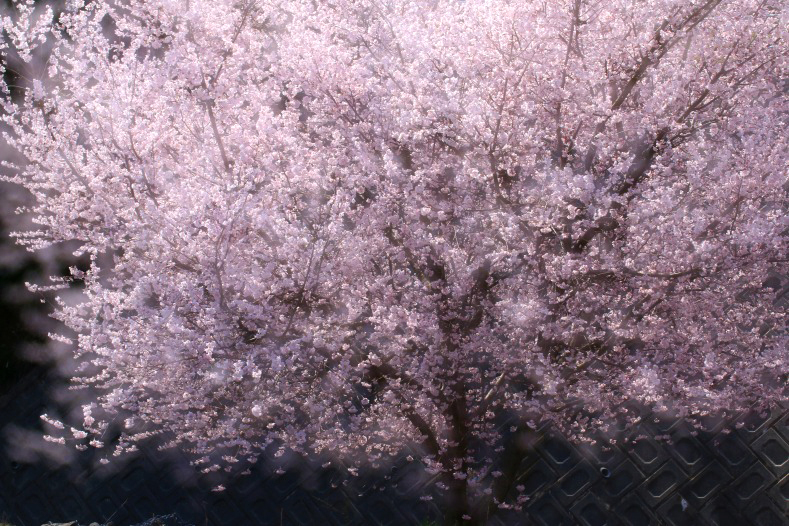 さくら 桜 櫻　(1