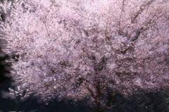 さくら 桜 櫻　(1