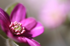 　　春告げる花　4 