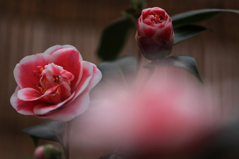 　　華やかな春に