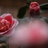 　　華やかな春に