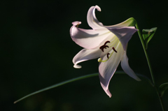 　　　花色美しく　8