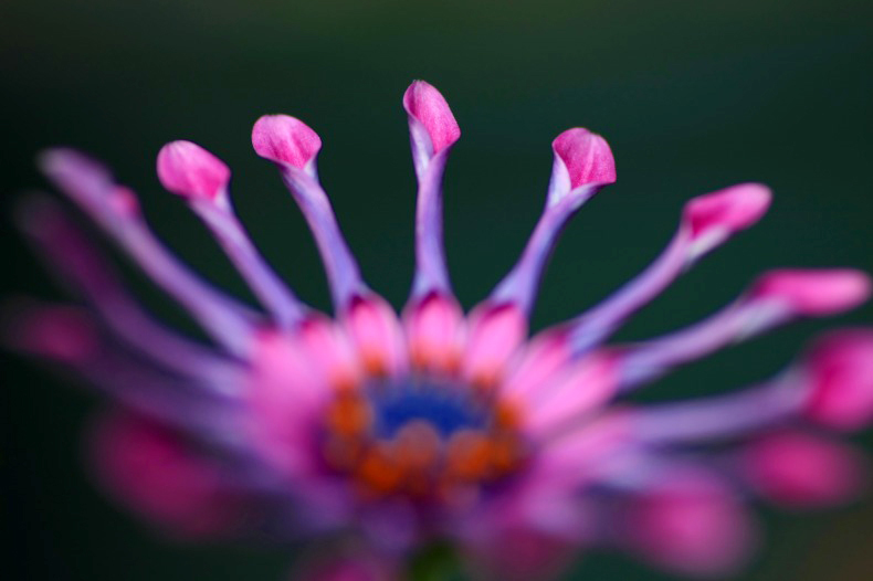 　　花写　3