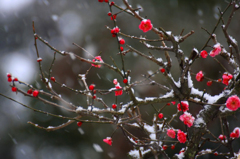 　　春の淡雪　8 