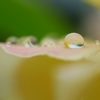 花雫　(2